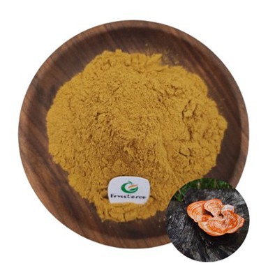 Antrodia camphorata estratto in polvere